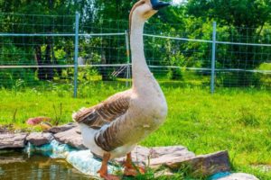 animalworld zabrze 13