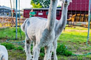 animalworld zabrze